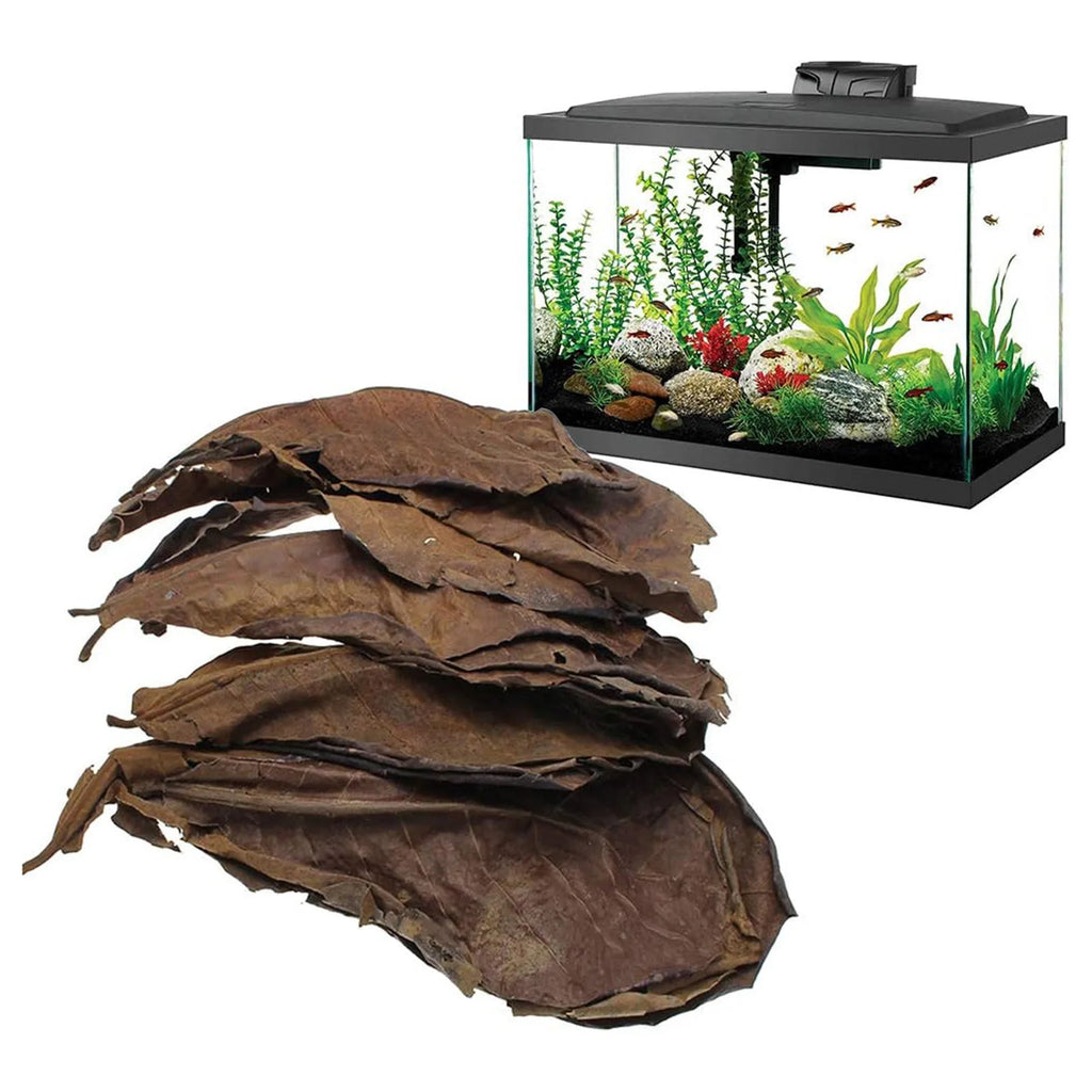 Olivenblätter für Aquarium – 50 Stück Natürlicher Wasserverbesserer