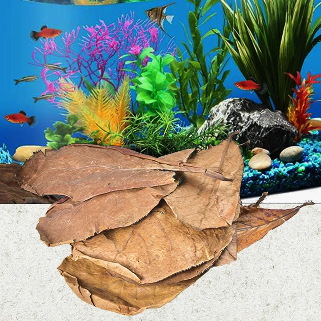 Olivenblätter für Aquarium – 50 Stück Natürlicher Wasserverbesserer