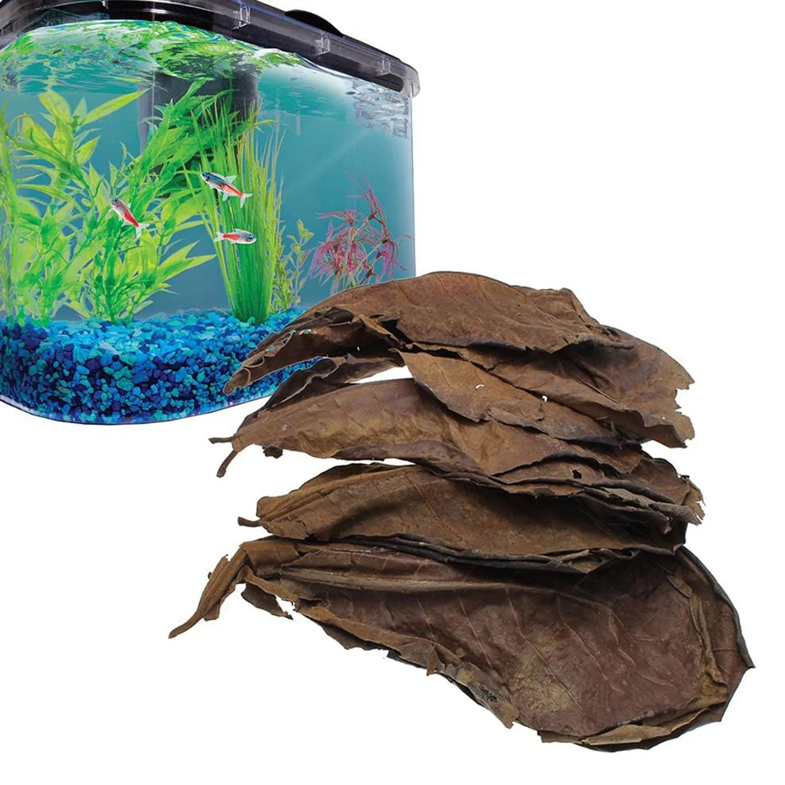 Olivenblätter für Aquarium – 50 Stück Natürlicher Wasserverbesserer