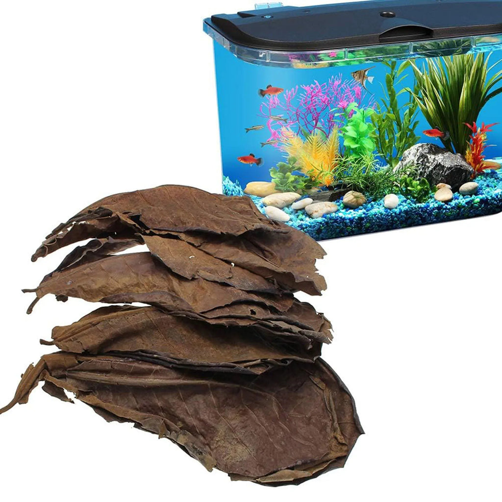 Olivenblätter für Aquarium – 50 Stück Natürlicher Wasserverbesserer
