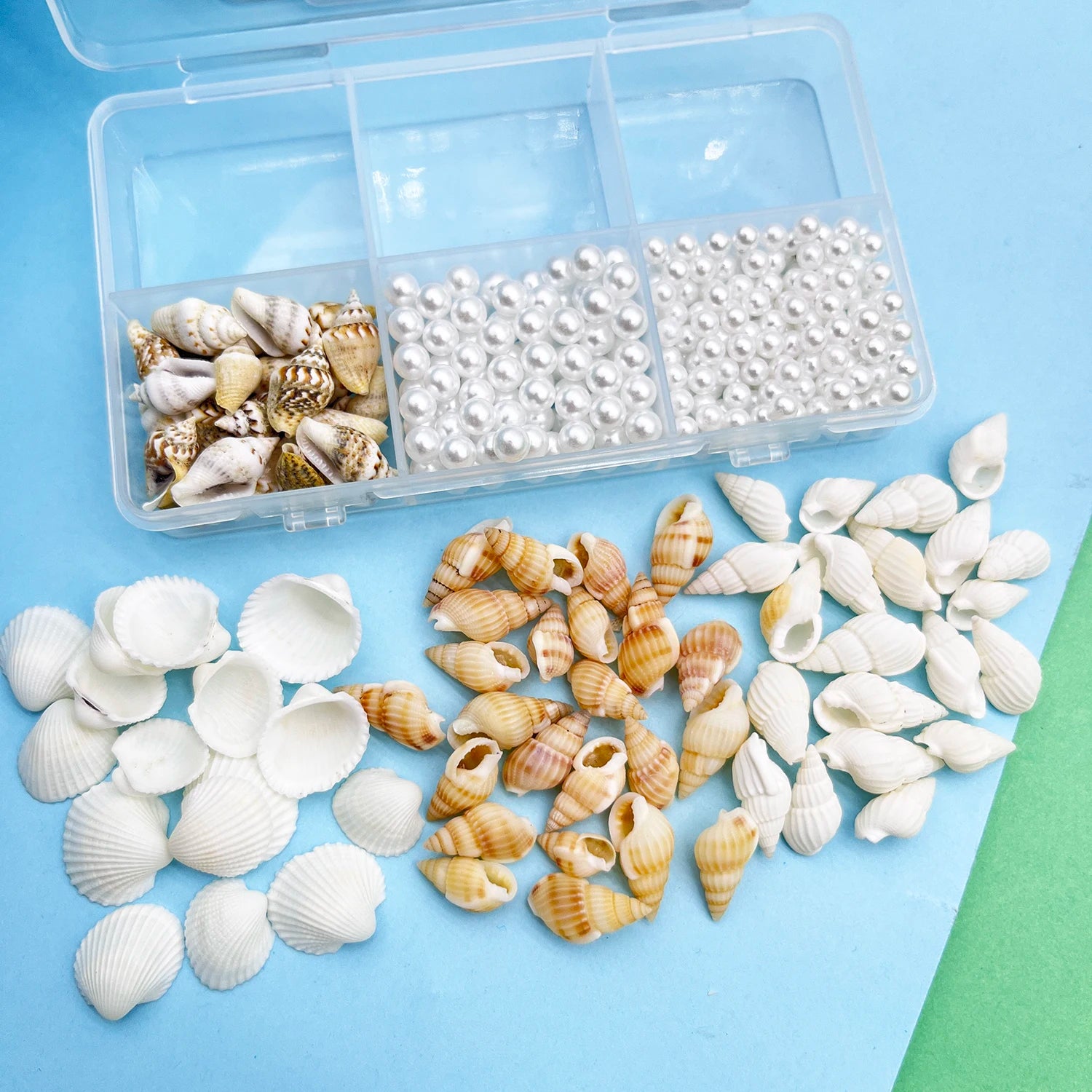 Natürliche Meeresmuscheln – Deko-Set für Schmuck, Aquarium & maritime Dekoration