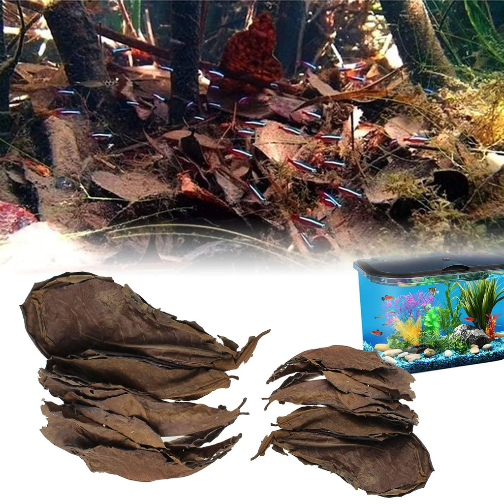Olivenblätter für Aquarium – 50 Stück Natürlicher Wasserverbesserer