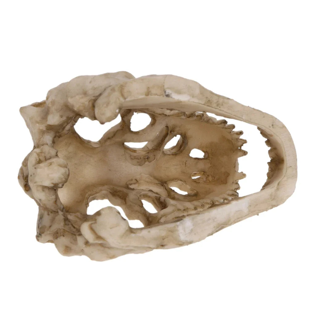 Aquarium Krokodilschädel Dekoration aus Resin - Ornament für Fischbecken